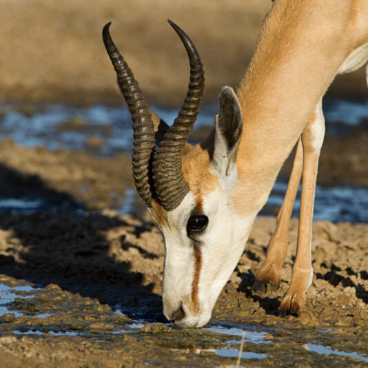 Plains Game Hunting