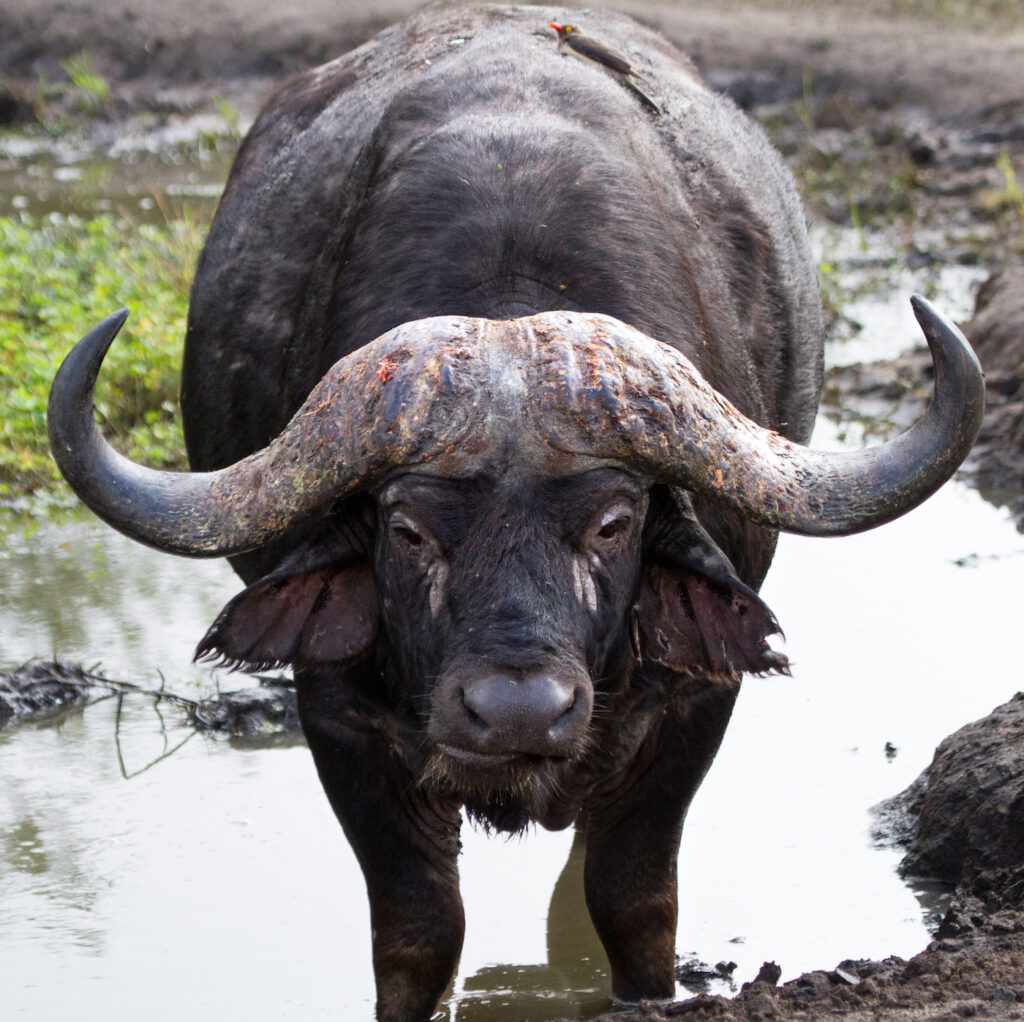 Cape Buffalo Hunt