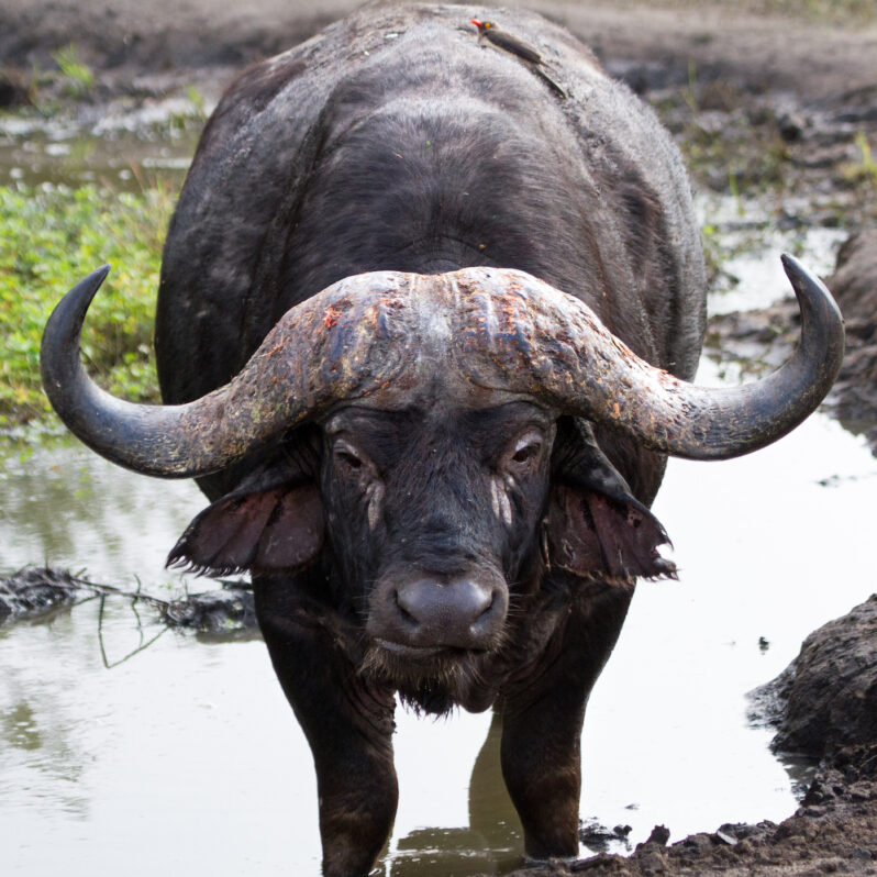 Cape Buffalo Hunt