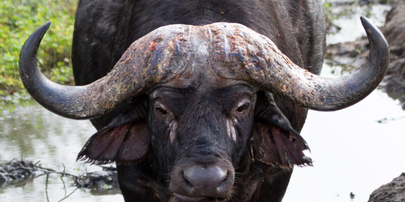 Cape Buffalo Hunt
